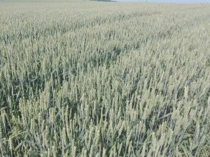 Co sądzicie o tej pszenicy