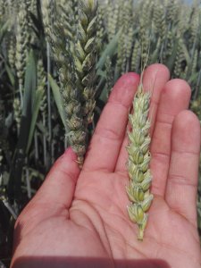 Co sądzicie o tej pszenicy