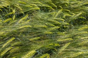 Dzień Pola Spytkówki 2019