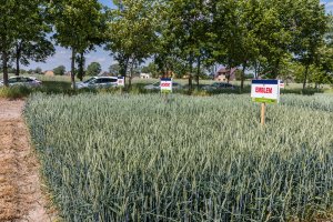 Dzień Pola Spytkówki 2019