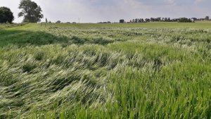 Jęczmień jary Ella