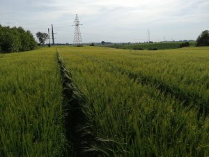 Jęczmień jary KUCYK