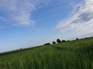 Jęczmień jary kucyk