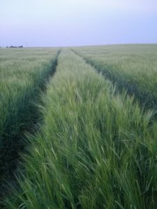 Jęczmień jary KWS Harris