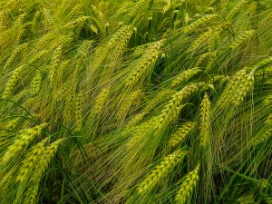 Jęczmień Mirabelle - 16.06.2019