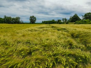 Jęczmień Mirabelle - 16.06.2019