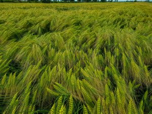 Jęczmień Mirabelle - 16.06.2019