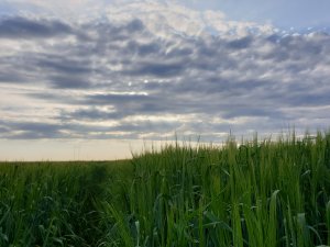 Jęczmień o zachodzie słońca
