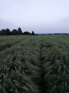 Jęczmień ozimy Quadriga