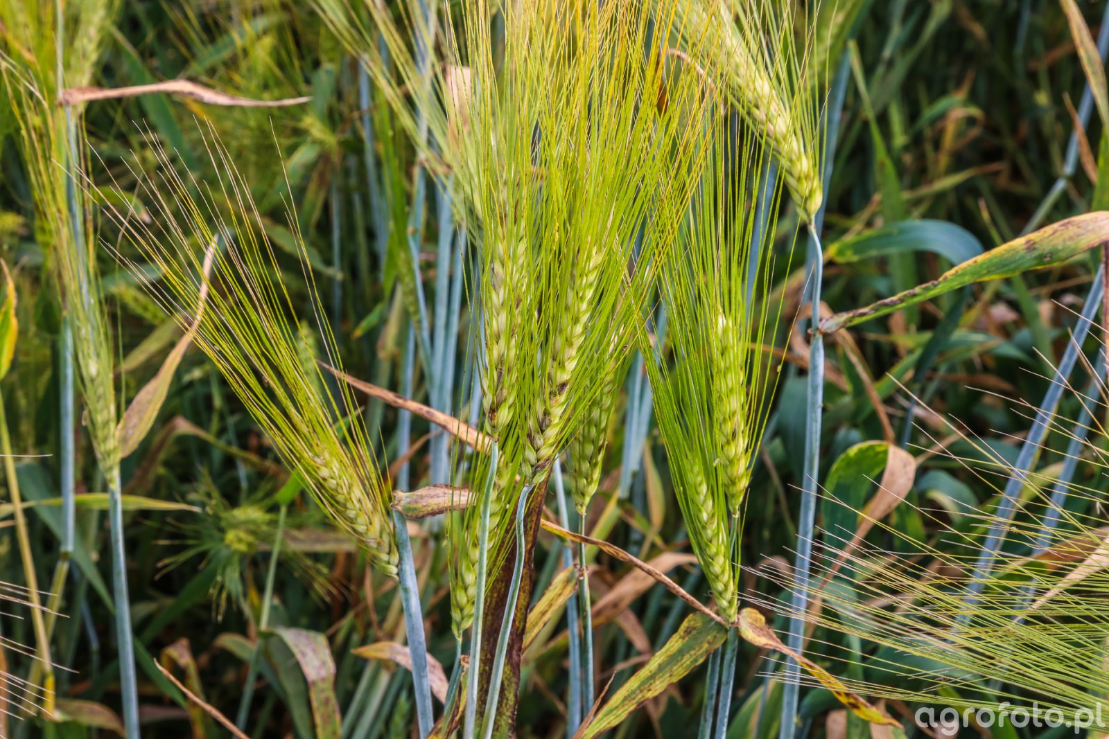 Jęczmień ozimy SU Hylona F1 - 20.06.2019 - bez ochrony t2 i t3 - kontrola