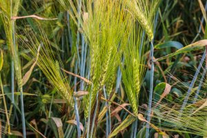 Jęczmień ozimy SU Hylona F1 - 20.06.2019 - bez ochrony t2 i t3 - kontrola