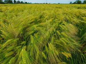 Jęczmień SU Hylona F1 - 16.06.2019