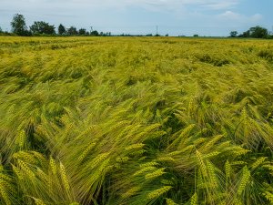 Jęczmień SU Hylona F1 - 16.06.2019