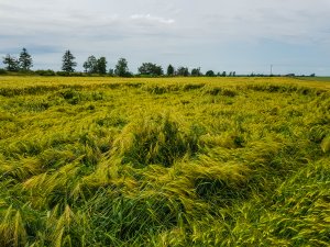 Jęczmień SU Hylona F1 - 16.06.2019