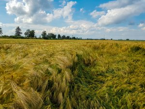 Jęczmień SU Hylona f1 - 21.06.2019