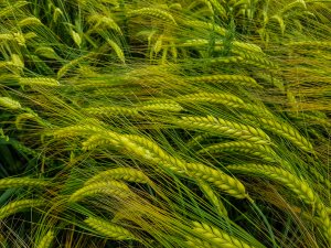 Jęczmień SU Vireni - 16.06.2019