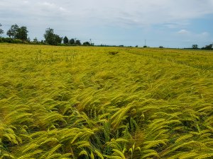 Jęczmień SU Vireni - 16.06.2019