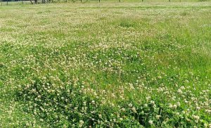 Koniczyna na pastwisku