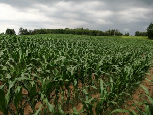 Kukurydza Danubio i Brigado 