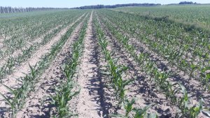 Kukurydza Dumka I Koneser