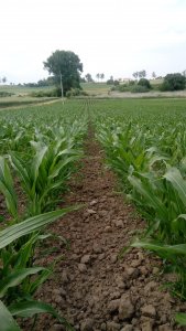 Kukurydza IGP Baychaka