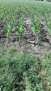 Kukurydza Kws Walterinio