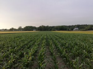 KWS Koherens, Agro Yoko 