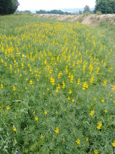 Łubin żółty Mister 