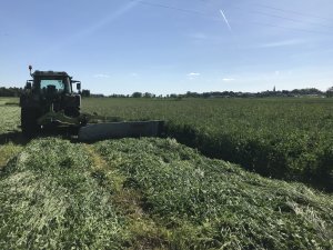 Mieszanka koniczyn z trawami