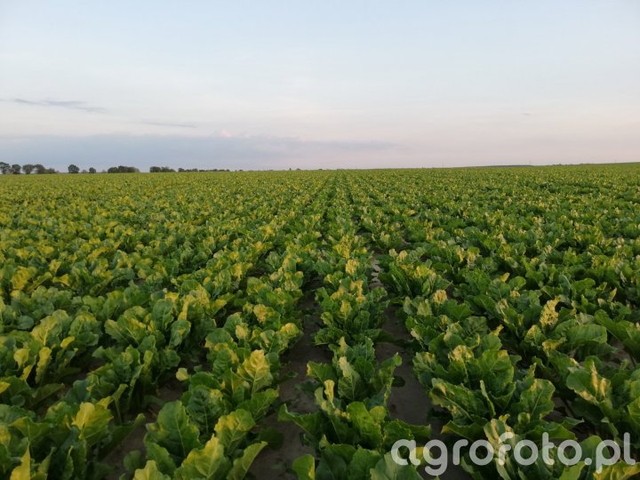 Rośliny okopowe - Galeria rolnicza agrofoto
