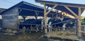 Obora wolnostanowiskowa