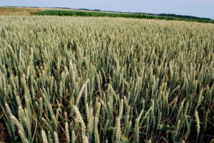 Patras 23.06 (1).JPG