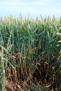 Patras 23.06 (4).JPG