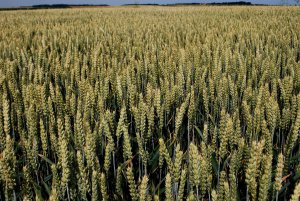 Patras 23.06 (6).JPG