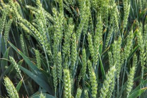Pszenica 
