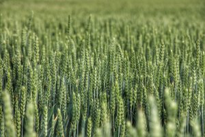 Pszenica 