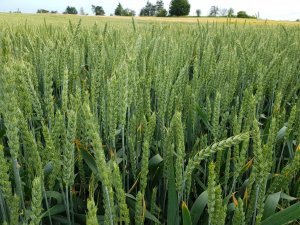 Pszenica Artist 20.06.2019