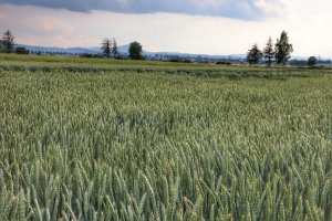 Pszenica Artist 21.06.2019