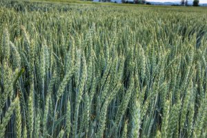 Pszenica Artist 21.06.2019