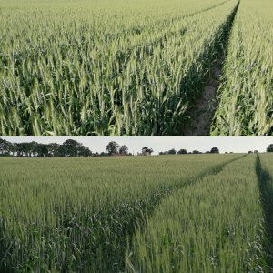 Pszenica Jara Bryza vs. Ozima Ostroga