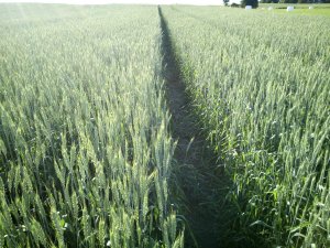 Pszenica jara Harenda