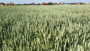 Pszenica jara Tyblat