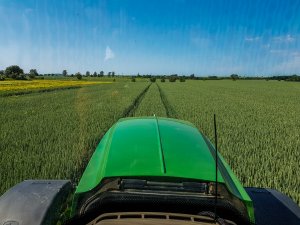 Pszenica ozima Artist - 08.06.2019