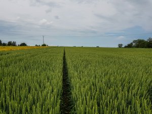 Pszenica ozima Artist 16.06.2019