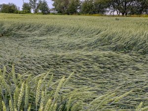 Pszenica ozima Artist 16.06.2019
