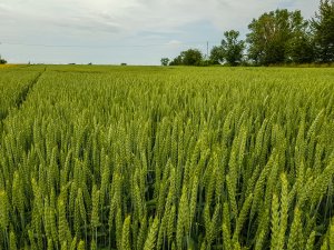Pszenica ozima Artist 16.06.2019