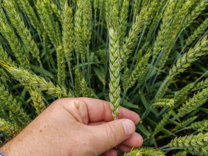 Pszenica ozima Artist 16.06.2019