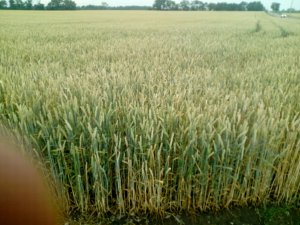 pszenica ozima brilant