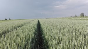 Pszenica ozima Hondia 2019