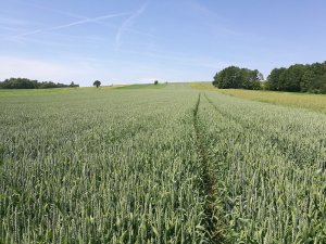 Pszenica ozima Julius